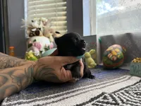 Luna, a female Chihuahua for sale in Mesa, AZ – Photo 4 of 5