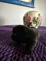 Luna, a female Chihuahua for sale in Mesa, AZ – Photo 9 of 10