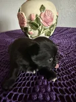 Luna, a female Chihuahua for sale in Mesa, AZ – Photo 10 of 10