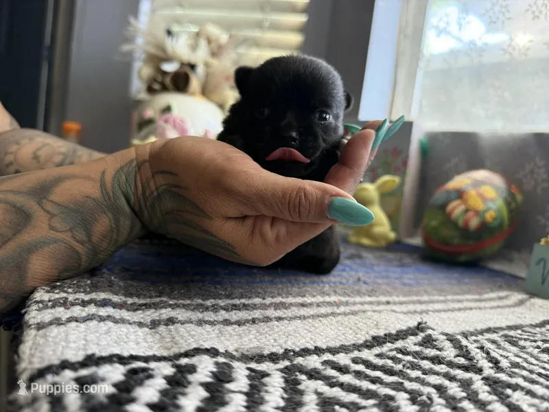 Luna – Chihuahua puppy for sale in Mesa, AZ