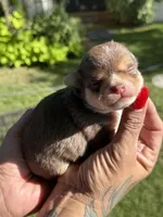 Applehead #2, a male Chihuahua for sale in Mesa, AZ – 1 of 6