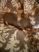 Male #2, a male Chihuahua for sale in Mesa, AZ – Photo 3 of 6