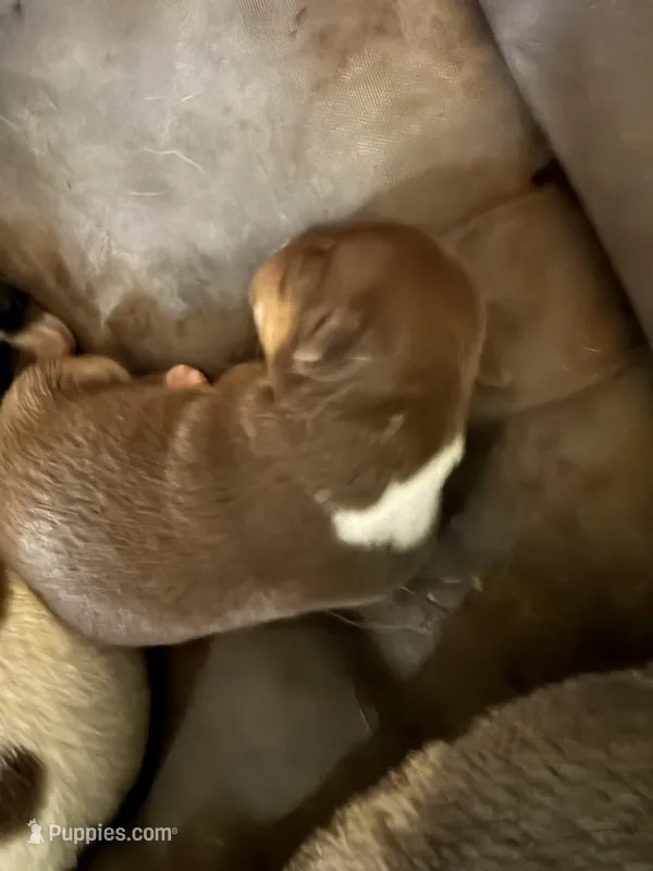 Male #2 – Chihuahua puppy for sale in Mesa, AZ