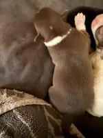 Male #2, a male Chihuahua for sale in Mesa, AZ – Photo 2 of 6