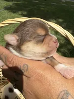 AkcMale #2, a male Chihuahua for sale in Mesa, AZ – Photo 2 of 10