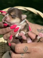 AkcMale #2, a male Chihuahua for sale in Mesa, AZ – Photo 9 of 10