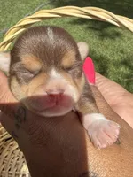 AkcMale #2, a male Chihuahua for sale in Mesa, AZ – Photo 10 of 10