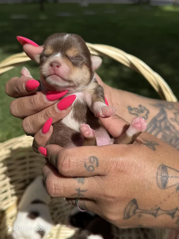 AkcMale #2 – Chihuahua puppy for sale in Mesa, AZ