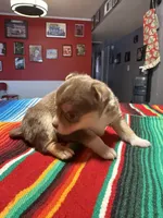 Akc BluTri, a male Chihuahua for sale in Mesa, AZ – 2 of 8