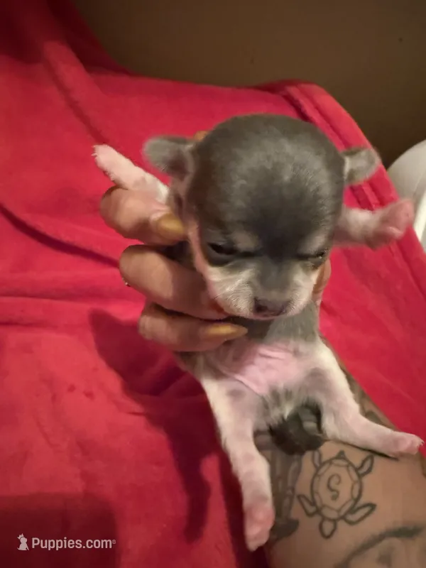 Blue Tcup akc  – Chihuahua puppy for sale in Mesa, AZ