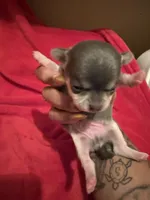 Blue Tcup akc , a male Chihuahua for sale in Mesa, AZ – 1 of 9