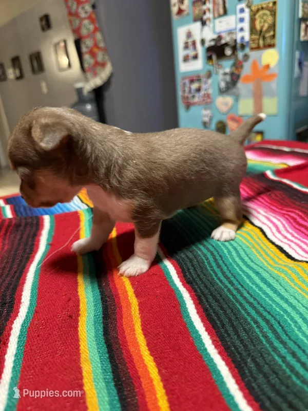 On Hold – Chihuahua puppy for sale in Mesa, AZ