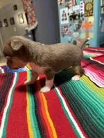 On Hold, a female Chihuahua for sale in Mesa, AZ – 1 of 5