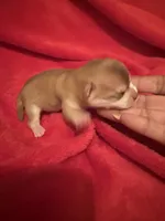 Akc Apple head , a male Chihuahua for sale in Mesa, AZ – 6 of 9