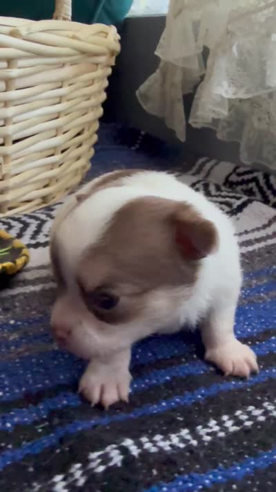 AkcApplehead#1, a male Chihuahua for sale in Mesa, AZ – 9 of 9