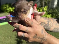 Chocolate tri F, a female Chihuahua for sale in Mesa, AZ – 2 of 9
