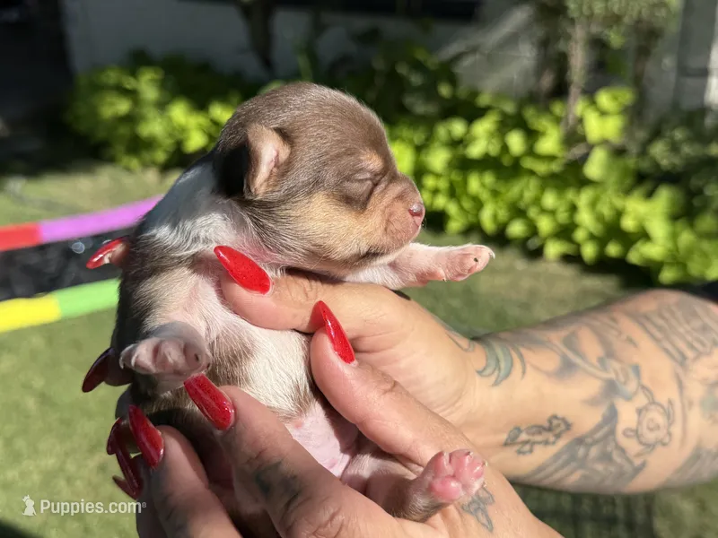 Chocolate tri F – Chihuahua puppy for sale in Mesa, AZ