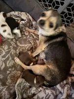 Akc female, a female Chihuahua for sale in Mesa, AZ – Photo 8 of 10