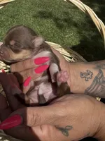 Akc female, a female Chihuahua for sale in Mesa, AZ – Photo 3 of 10