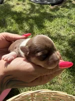 Akc female, a female Chihuahua for sale in Mesa, AZ – Photo 4 of 10