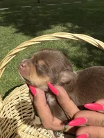 Akc female, a female Chihuahua for sale in Mesa, AZ – Photo 9 of 10