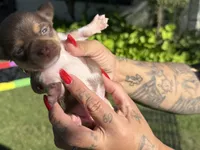 Chocolate tri F, a female Chihuahua for sale in Mesa, AZ – 4 of 9