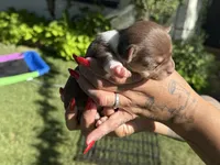 Chocolate tri F, a female Chihuahua for sale in Mesa, AZ – 3 of 9
