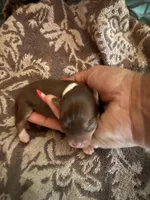 Akc female, a female Chihuahua for sale in Mesa, AZ – Photo 6 of 10