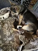 Akc female, a female Chihuahua for sale in Mesa, AZ – Photo 5 of 10