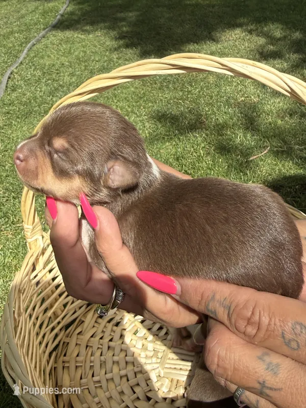 Akc female – Chihuahua puppy for sale in Mesa, AZ