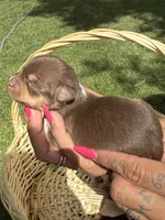 Akc female, a female Chihuahua for sale in Mesa, AZ – Photo 1 of 10