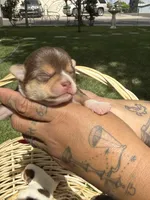 Akc female, a female Chihuahua for sale in Mesa, AZ – Photo 2 of 10