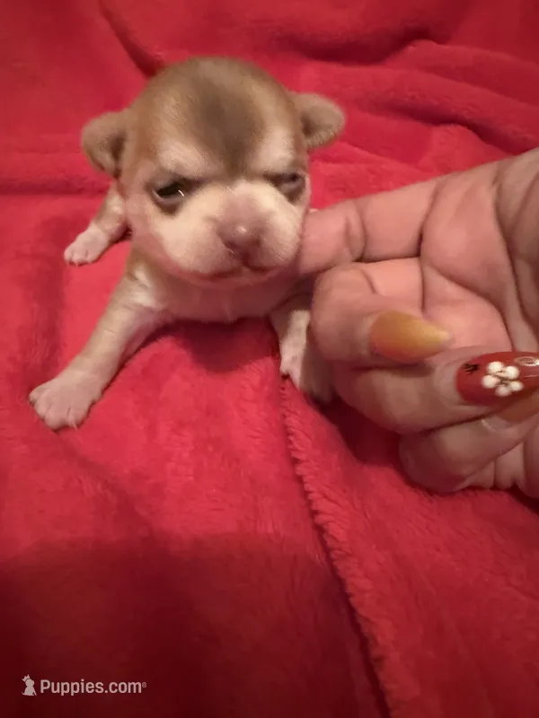 Akc Apple head , a male Chihuahua for sale in Mesa, AZ – 1 of 9