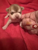 Akc Apple head , a male Chihuahua for sale in Mesa, AZ – 1 of 9