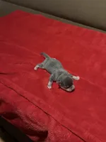 Akc Bluebell, a female Chihuahua for sale in Mesa, AZ – 8 of 8