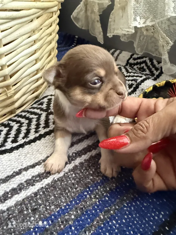 AkcChocolate tri F, a female Chihuahua for sale in Mesa, AZ – 1 of 7