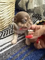 AkcChocolate tri F, a female Chihuahua for sale in Mesa, AZ – 1 of 7