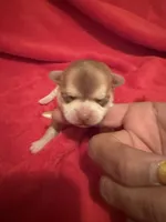 Akc Apple head , a male Chihuahua for sale in Mesa, AZ – 8 of 9