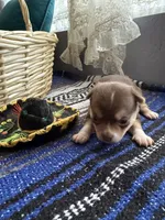AkcApplehead #2, a male Chihuahua for sale in Mesa, AZ – 2 of 8