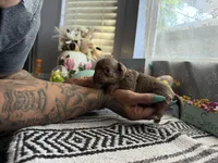 Caramela, a female Chihuahua for sale in Mesa, AZ – Photo 6 of 7