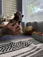 Caramela, a female Chihuahua for sale in Mesa, AZ – Photo 7 of 7