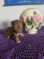 Caramela, a female Chihuahua for sale in Mesa, AZ – Photo 10 of 10