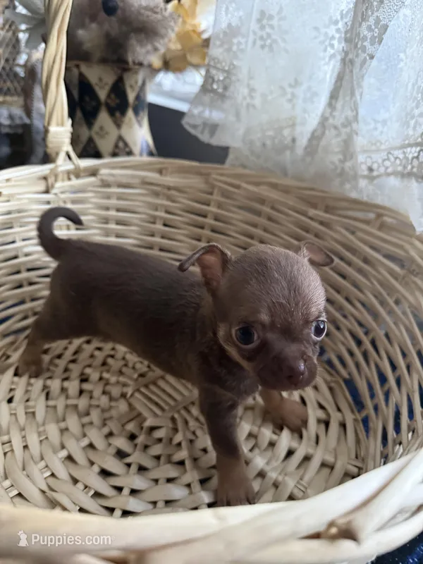 Caramela SC – Chihuahua puppy for sale in Mesa, AZ