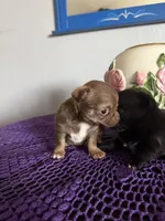 Caramela, a female Chihuahua for sale in Mesa, AZ – Photo 9 of 10