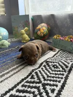 Caramela, a female Chihuahua for sale in Mesa, AZ – Photo 4 of 7