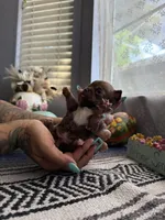 Caramela, a female Chihuahua for sale in Mesa, AZ – Photo 1 of 7