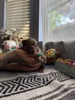 Caramela, a female Chihuahua for sale in Mesa, AZ – Photo 2 of 7