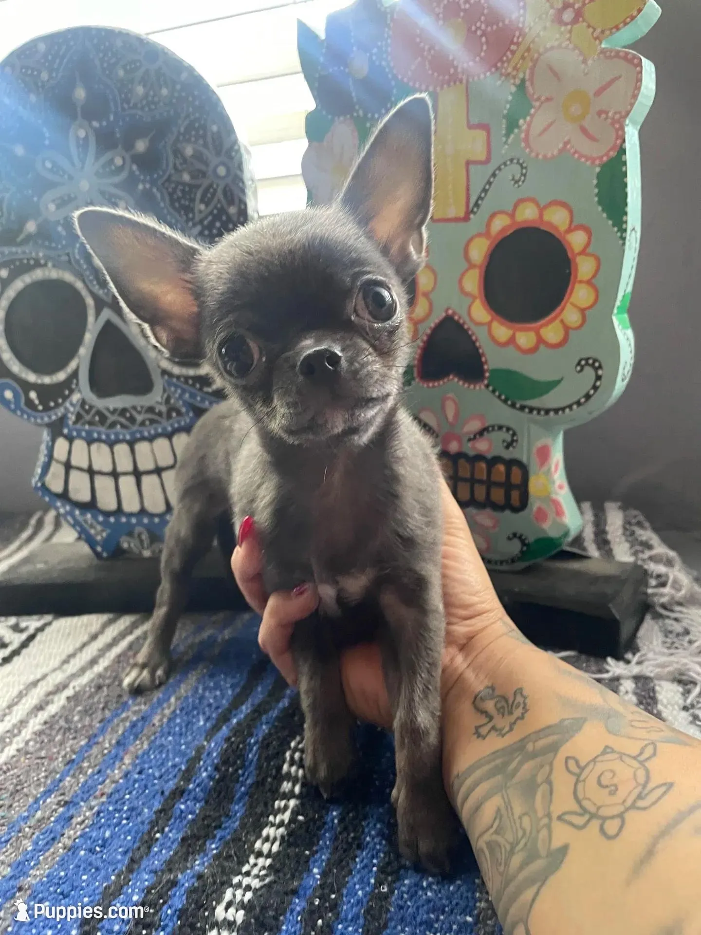 Caramela SC, a female Chihuahua for sale in Mesa, AZ – Photo 10 of 10