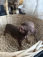 Caramela SC, a female Chihuahua for sale in Mesa, AZ – Photo 2 of 10