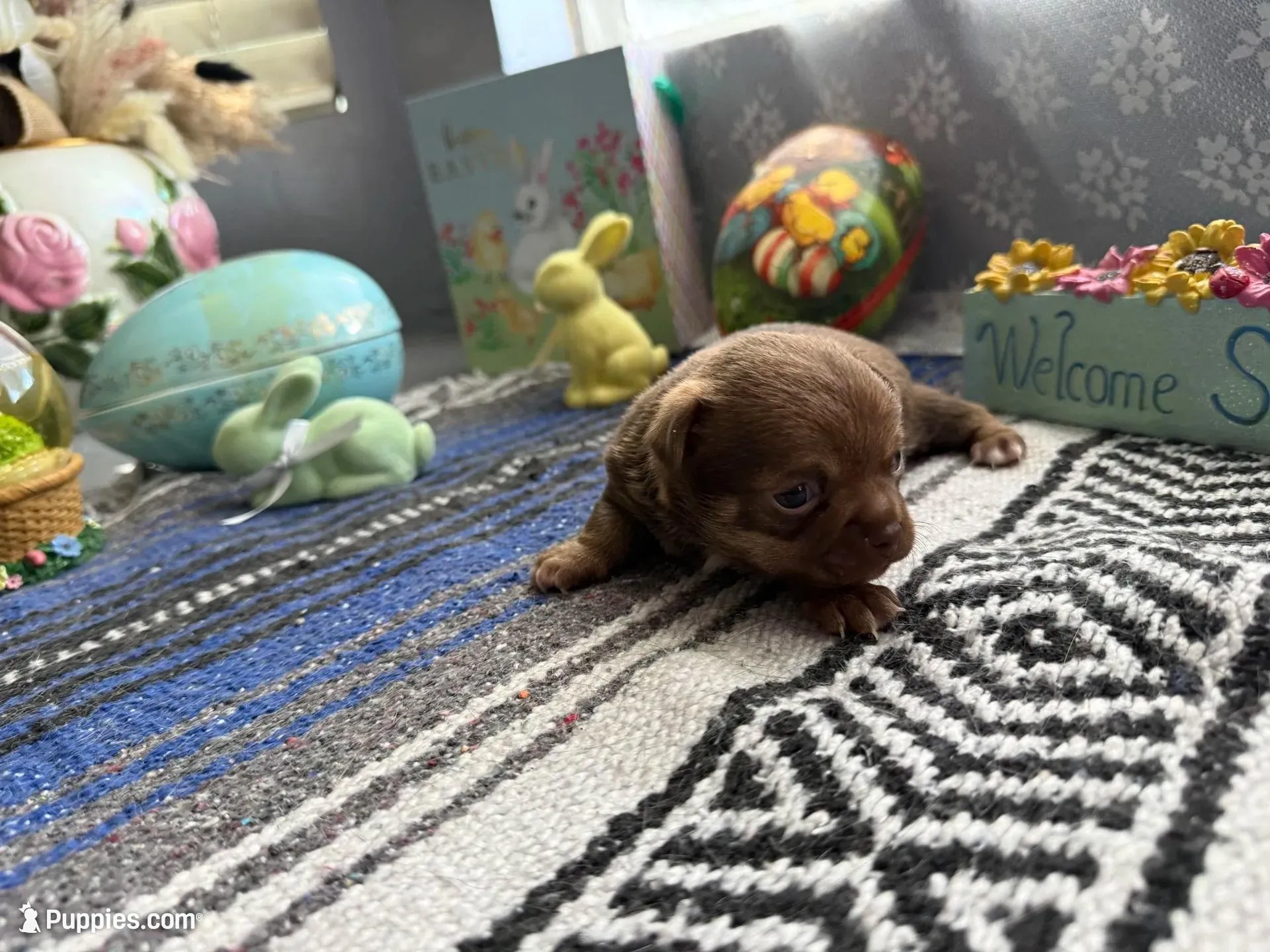 Caramela, a female Chihuahua for sale in Mesa, AZ – Photo 5 of 10